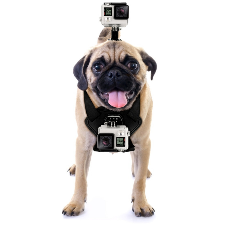 GoPro Fetch 1 veiksmo kameros laikiklis šunims ir katėms