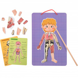 Tooky Toy magnetinės kortelės, žmogaus anatomija