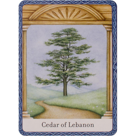 The Wisdom Of Trees Oracle kortos Watkins Publishing