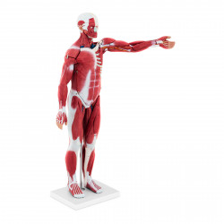 Kūno raumenų modelis - unisex - 27 dalys - 76 cm ūgis
