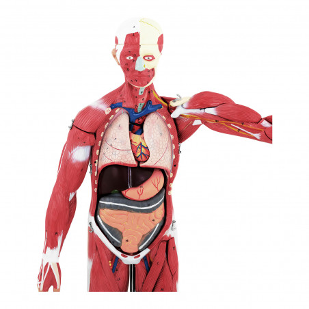 Kūno raumenų modelis - unisex - 27 dalys - 76 cm ūgis