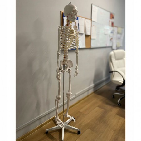 Žmogaus skeleto modelis MT 170 cm