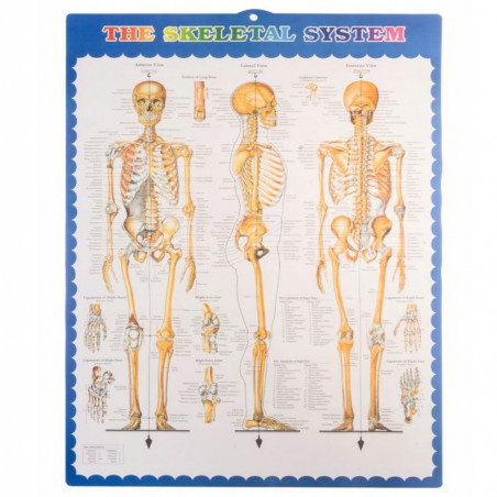 Žmogaus skeleto modelis MT 170 cm