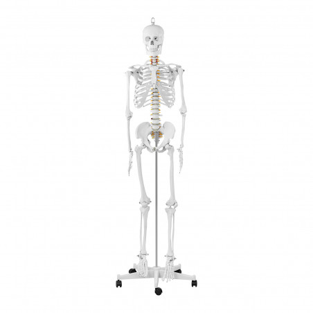 Skeleto modelis PHY-SK-1