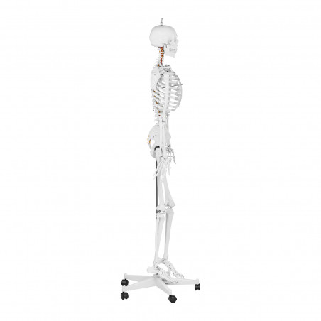 Skeleto modelis PHY-SK-1