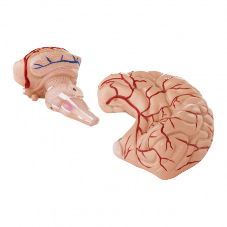 Smegenų modelis PHY-BM-1
