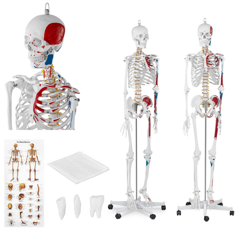 Skeleto modelis PHY-SK-2 180 cm