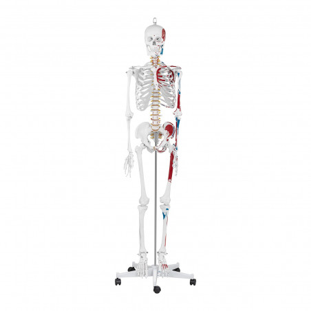 Skeleto modelis PHY-SK-2 180 cm