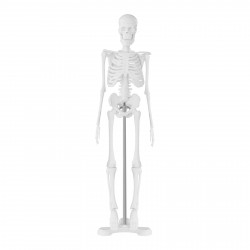 Skeleto modelis PHY-SK-6 47 cm