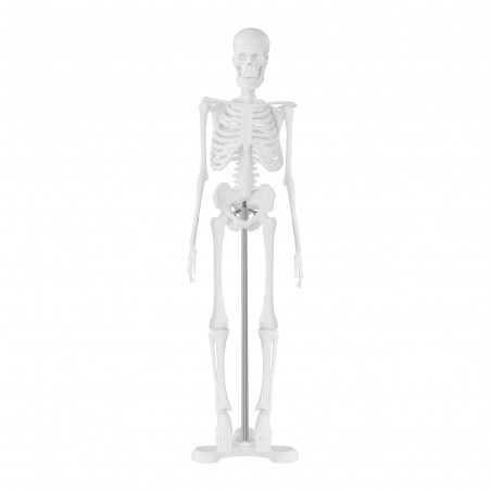 Skeleto modelis PHY-SK-6 47 cm