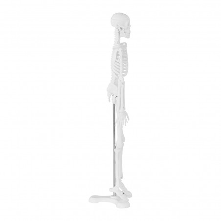 Skeleto modelis PHY-SK-6 47 cm