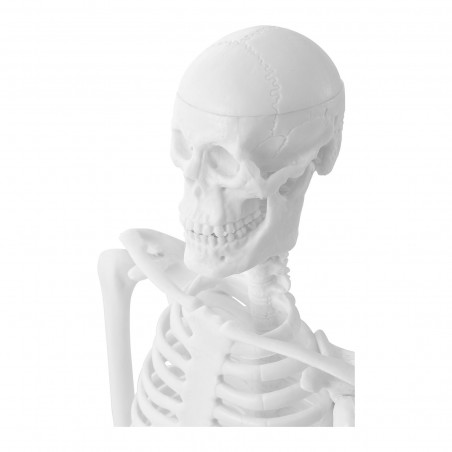 Skeleto modelis PHY-SK-6 47 cm