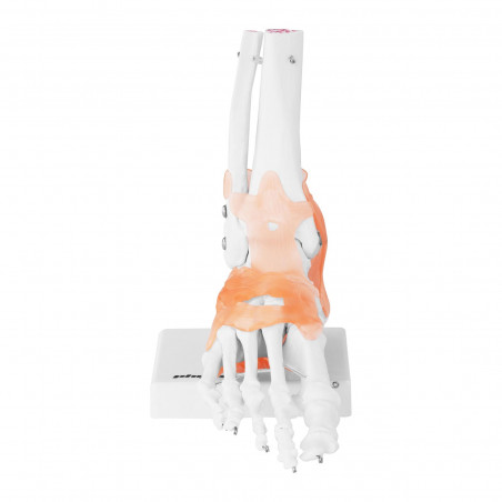 Pėdos skeleto modelis - su raiščiais ir sąnariais