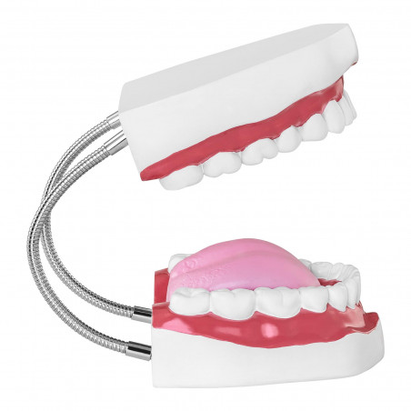 Dantų modelis - dantų rinkinys