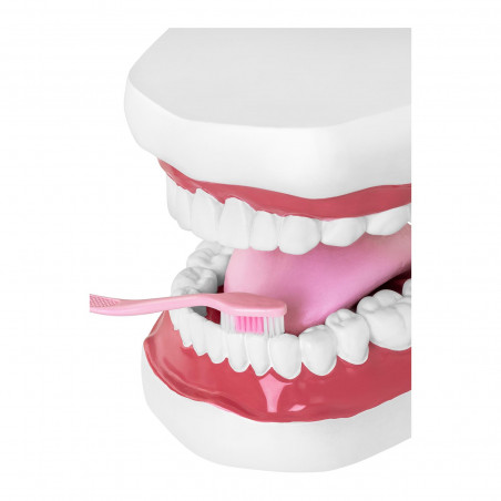 Dantų modelis - dantų rinkinys