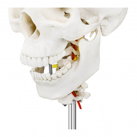 Kaukolės modelis - su 7 kaklo slanksteliais - smegenys (8 vnt.) - natūralaus dydžio