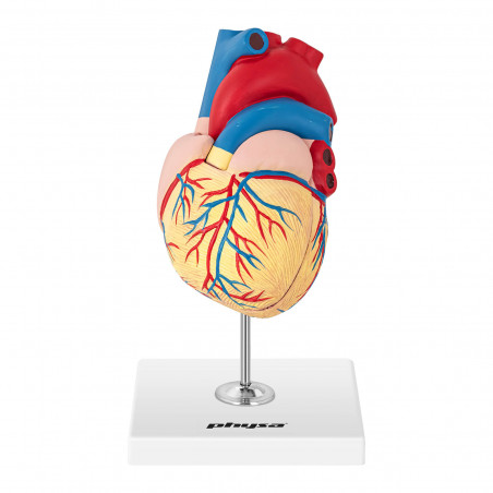Širdies modelis PHY-HM-2