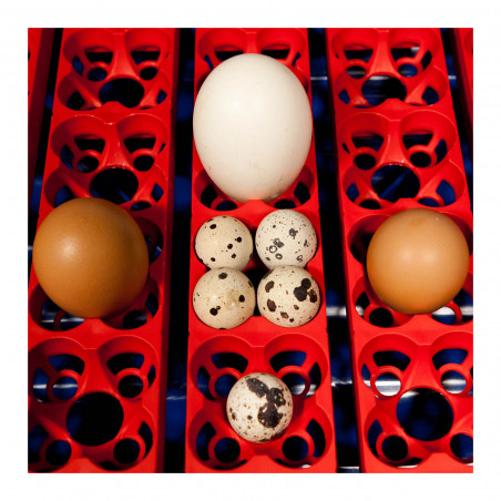 Kiaušinių inkubatorius REAL 49 SEMI-AUTOMATIC