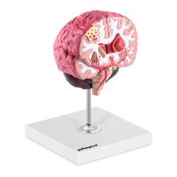 Smegenų modelis PHY-BM2