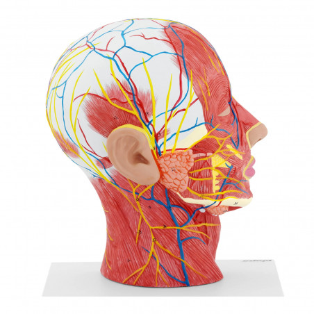 Žmogaus kaukolės modelis PHY-HM-4