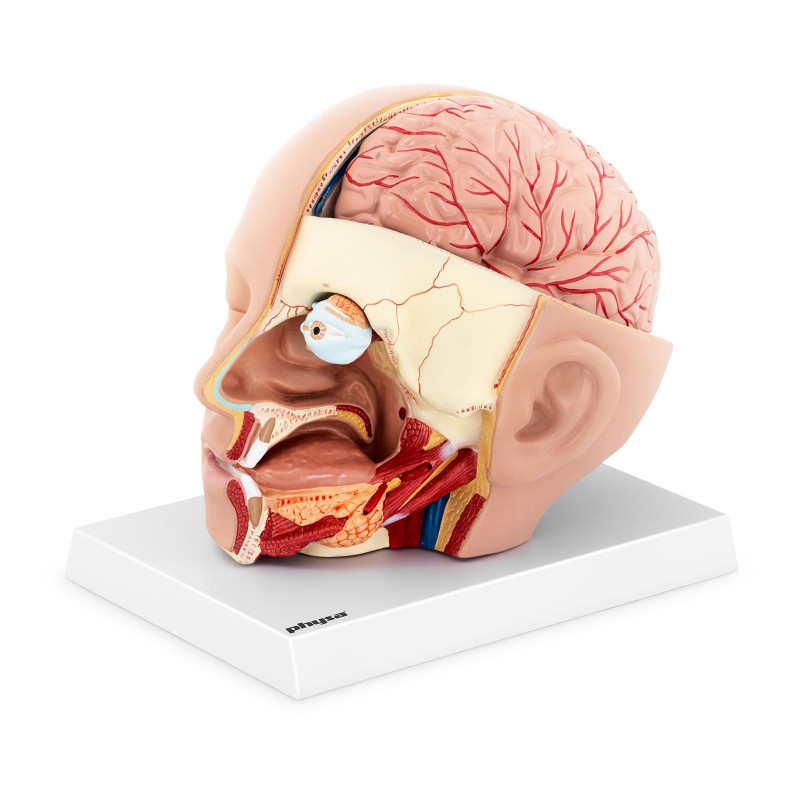 Žmogaus galvos ir smegenų modelis PHY-HM-5