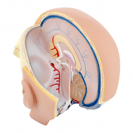 Žmogaus galvos ir smegenų modelis PHY-HM-5
