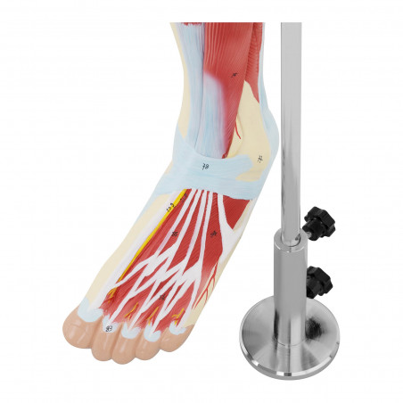 Žmogaus kojos modelis PHY-LM-4