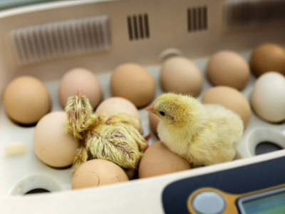 Inkubatoriai paukščiams perinti: kaip išsirinkti?